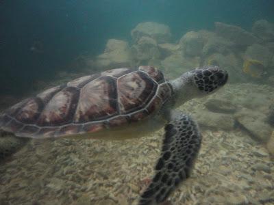 Cartagena de Indias & islas Caribe