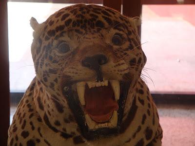 Puerto-Nariño, le plus beau pueblo d'Amazonie