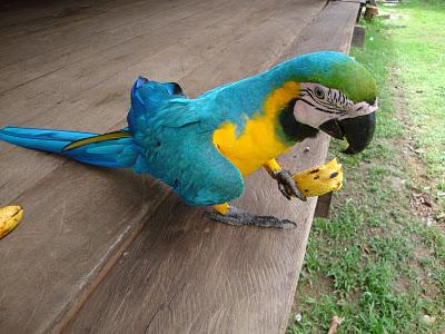Puerto-Nariño, le plus beau pueblo d'Amazonie