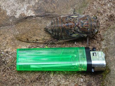 En route vers la selva