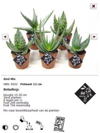 Aloe-plante_mixtes