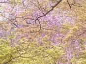 Tomodomo Frédéric Lahache