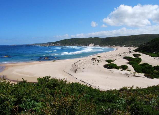 australia_westcoast_photo_dracophylla