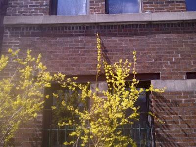 Magnolias et forsythia