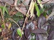 Bouture chevrefeuille réussie marcottage