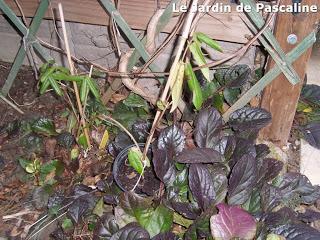 Bouture chevrefeuille réussie par marcottage