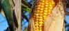 Maïs OGM : l'étude du Pr Séralini validée par un Académicien