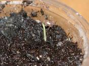 Naissances Jardin d'Eden