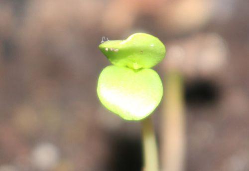 e malus sieversii 22 fév 2013 003.jpg