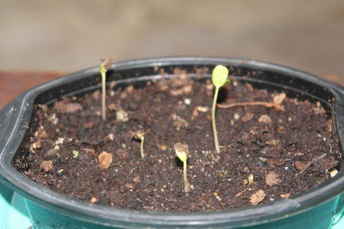 d malus sieversii 22 fév 2013 001.jpg