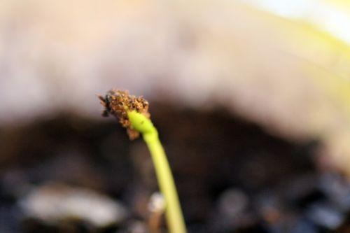 3 malus sieversii 2 18 fév 2013 015.jpg