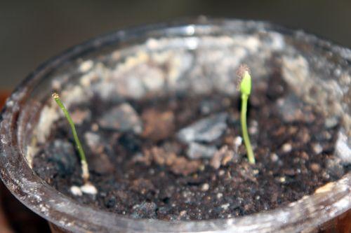 4 malus sieversii 22 fév 2013 002.jpg