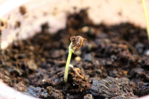 2 malus sieversii 2 romi 16 fév 2013 002.jpg