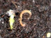 Malus sieversii, d'autres naissances