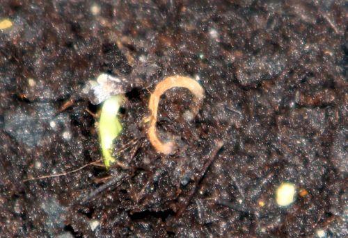 1 malus sieversii 2 rec 11 fév 2013 004.jpg