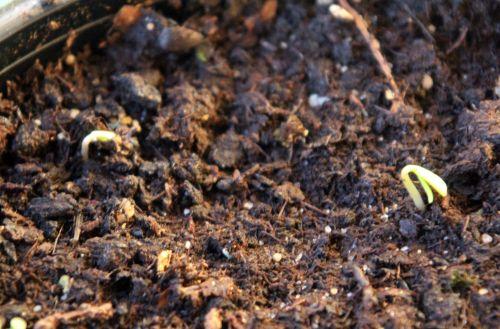 a malus sieversii 3 et 4 18 fév 2013 002.jpg