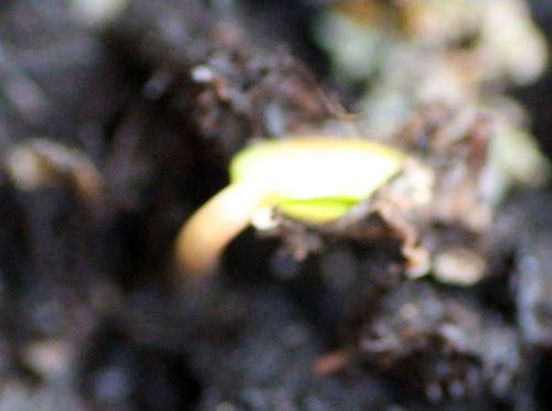 b malus sieversii 4 18 fév 2013 019.jpg