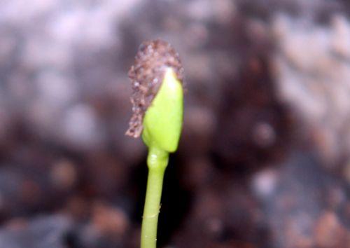 5 malus sieversii rec 22 fév 2013 003.jpg