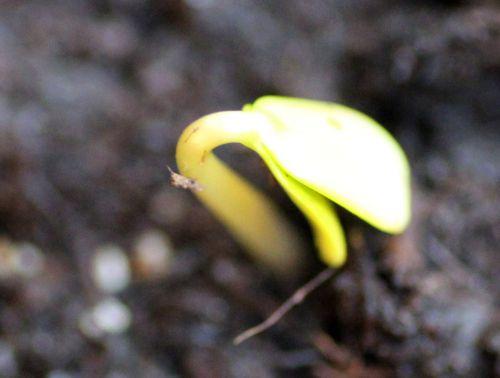 c malus sieversii 3 18 fév 2013 018.jpg