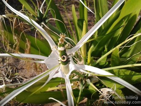 Ezile bay Ghana, les photos de la semaine, pics of the week