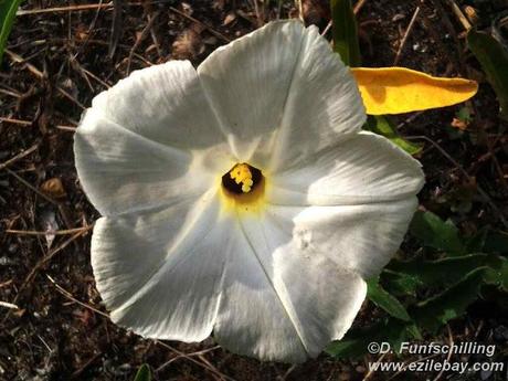 Ezile bay Ghana, les photos de la semaine, pics of the week