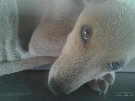 Ezile bay Ghana, les photos de la semaine, pics of the week