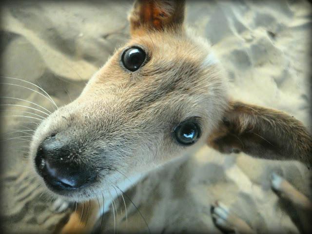 Le regard de mes chiens Ezile bay version