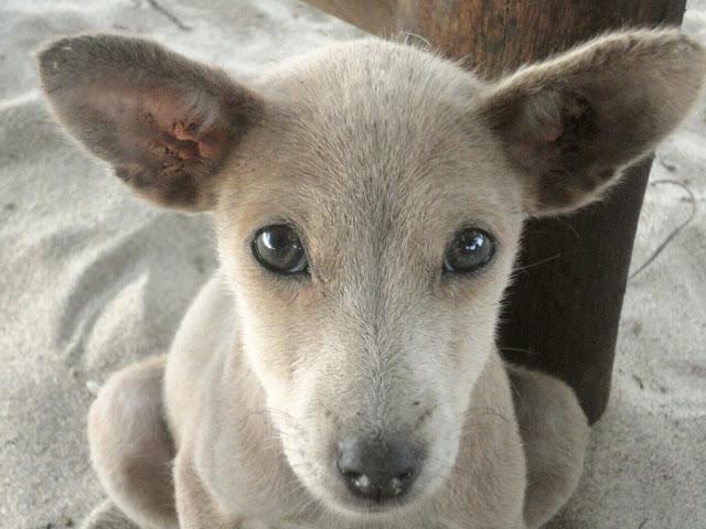 Le regard de mes chiens Ezile bay version