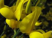 Spartium junceum (Spartier, Genêt d'Espagne)