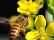 courant (électrique) passe entre fleurs abeilles