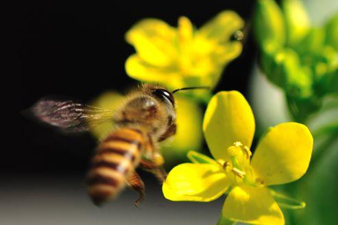 Le courant (électrique) passe entre les fleurs et les abeilles