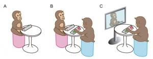 ÉVOLUTION: La synchronisation chez les singes, témoigne d'un cerveau social – Scientific Reports
