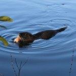 Mes jolis souvenirs #13