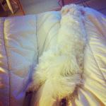 Mes jolis souvenirs #13