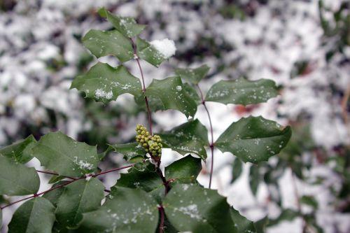 4 mahonia fleurs veneux 24 fév 2013 012.jpg