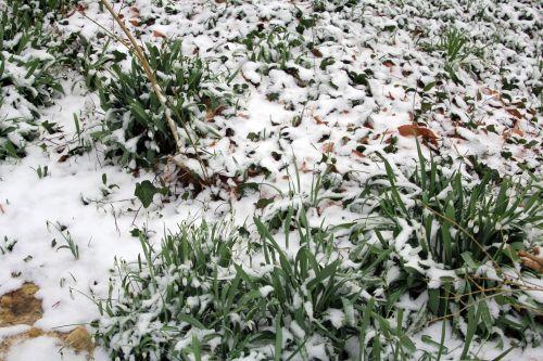 galanthus veneux 24 fév 2013 006.jpg