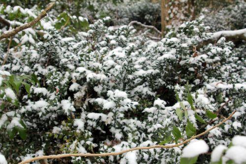 fragon veneux 24 fév 2013 011.jpg