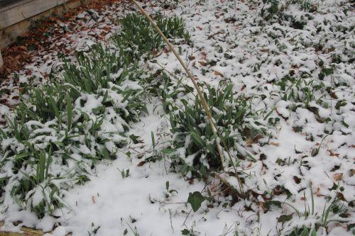 galanthus veneux 24 fév 2013 007.jpg