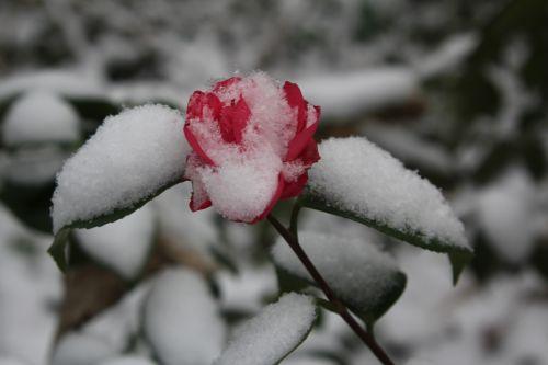 1 gloire de nantes veneux 24 fév 2013 002.jpg