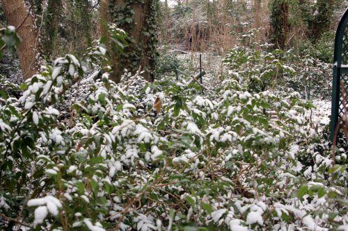 3 mahonia veneux 24 fév 2013 008.jpg