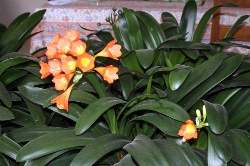 clivia veneux 24 fév 2013 015.jpg