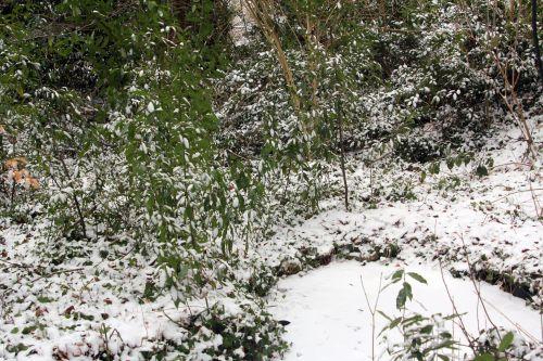 mare veneux 24 fév 2013 014.jpg