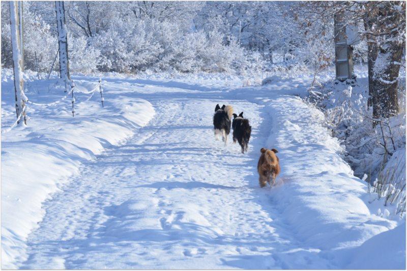 Ampus sous la neige