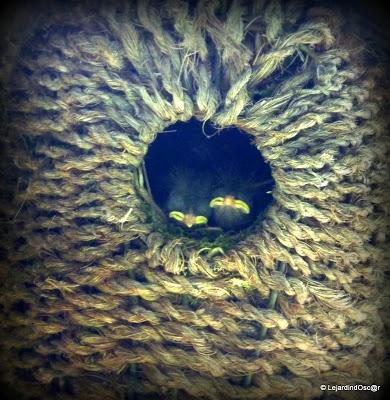 Rétro jardin 4/4...