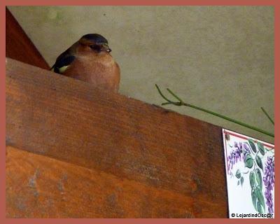 Rétro jardin 4/4...