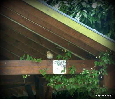 Rétro jardin 4/4...