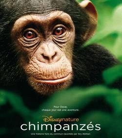 Chimpanzés : une plongée merveilleuse à la découverte des primates de Côte d'Ivoire