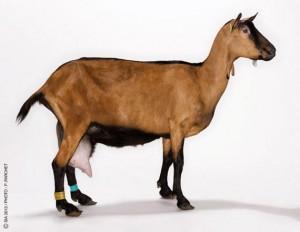 Une escapade à la campagne : Le Salon de l’Agriculture ! Une escapade à la campagne : Le Salon de l’Agriculture !