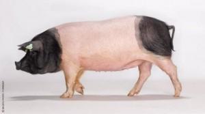 Une escapade à la campagne : Le Salon de l’Agriculture ! Une escapade à la campagne : Le Salon de l’Agriculture !