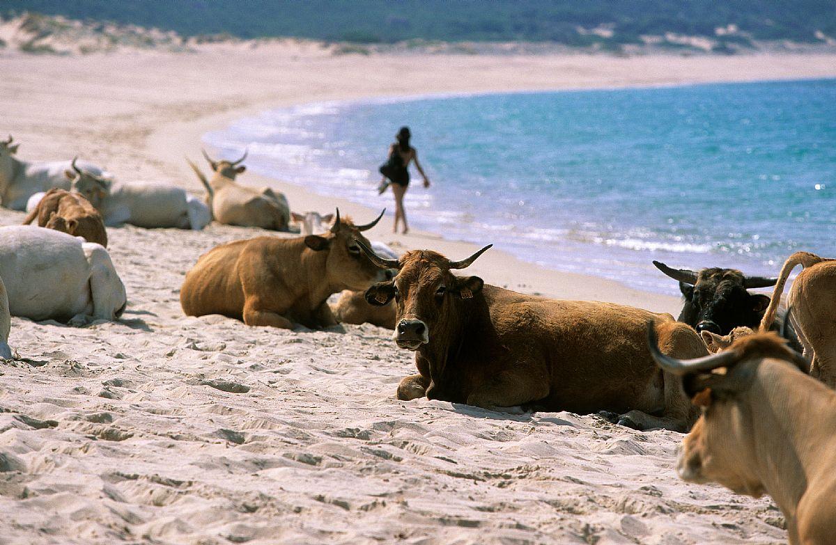 plage-vaches-01